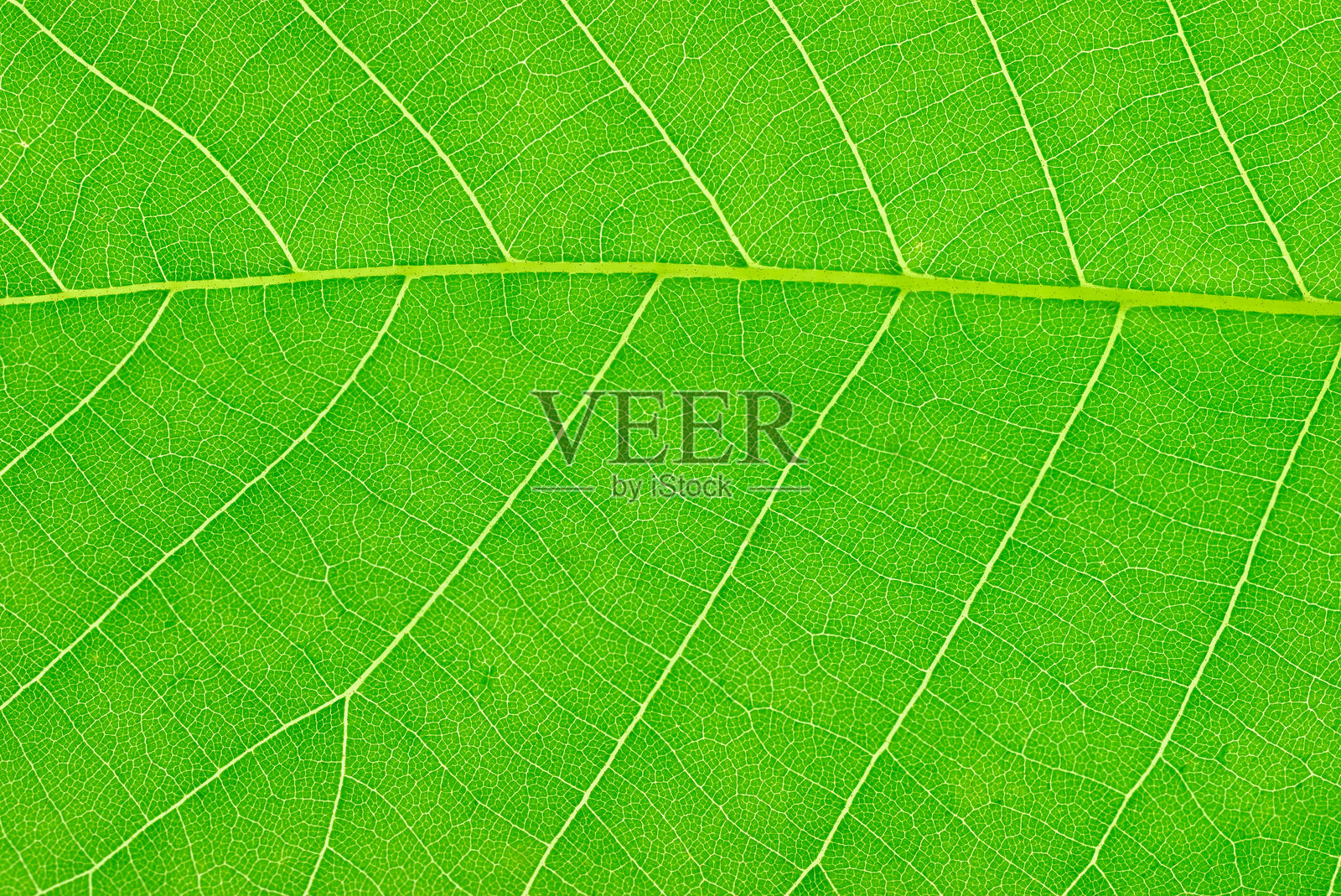 绿色叶子纹理照片摄影图片