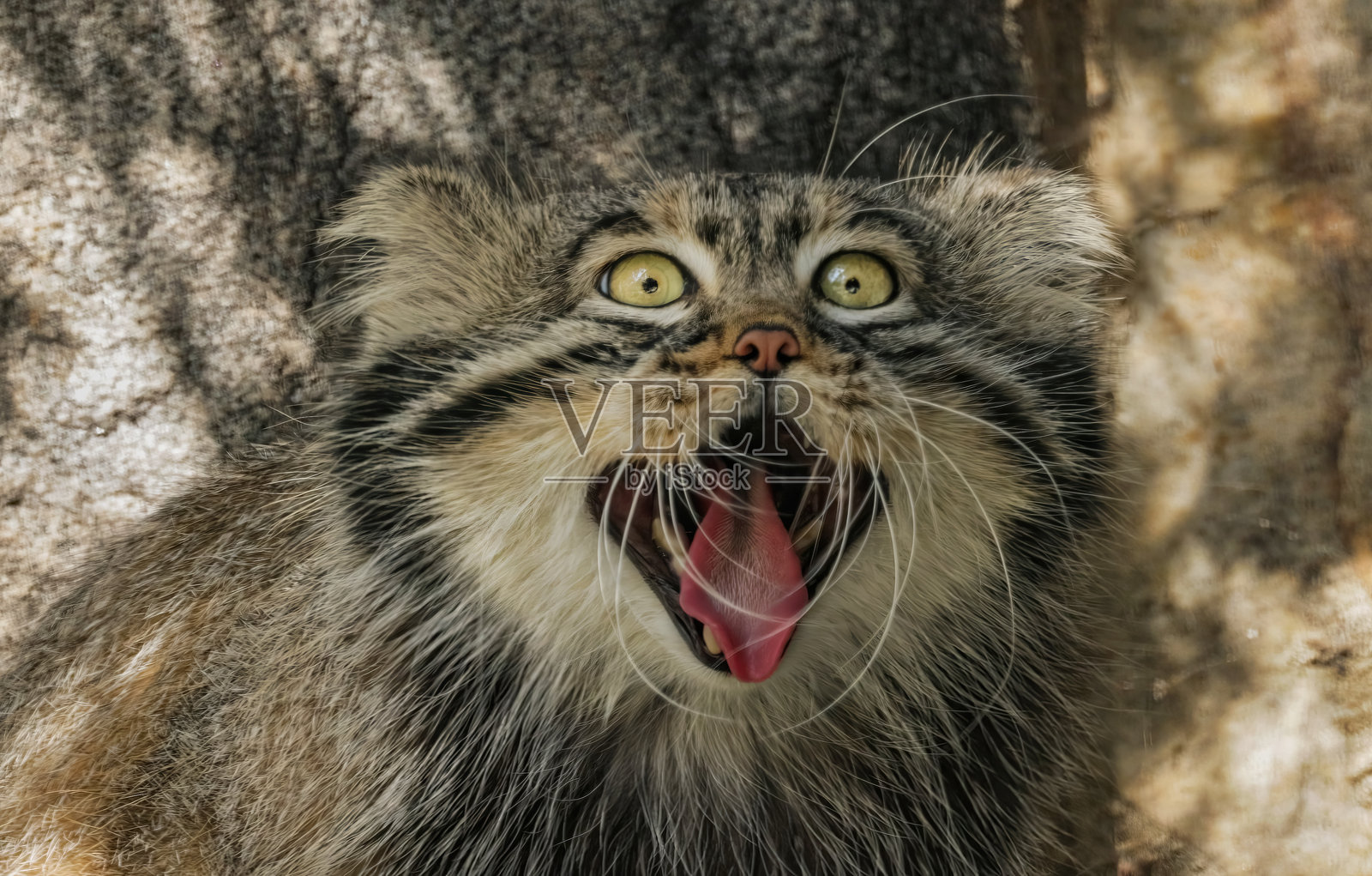 帕拉斯猫（Otocolobus manul），也称为曼努尔猫，是一种小型野生猫，拥有长而浓密的浅灰色毛发，耳朵圆而低位于头部两侧。照片摄影图片