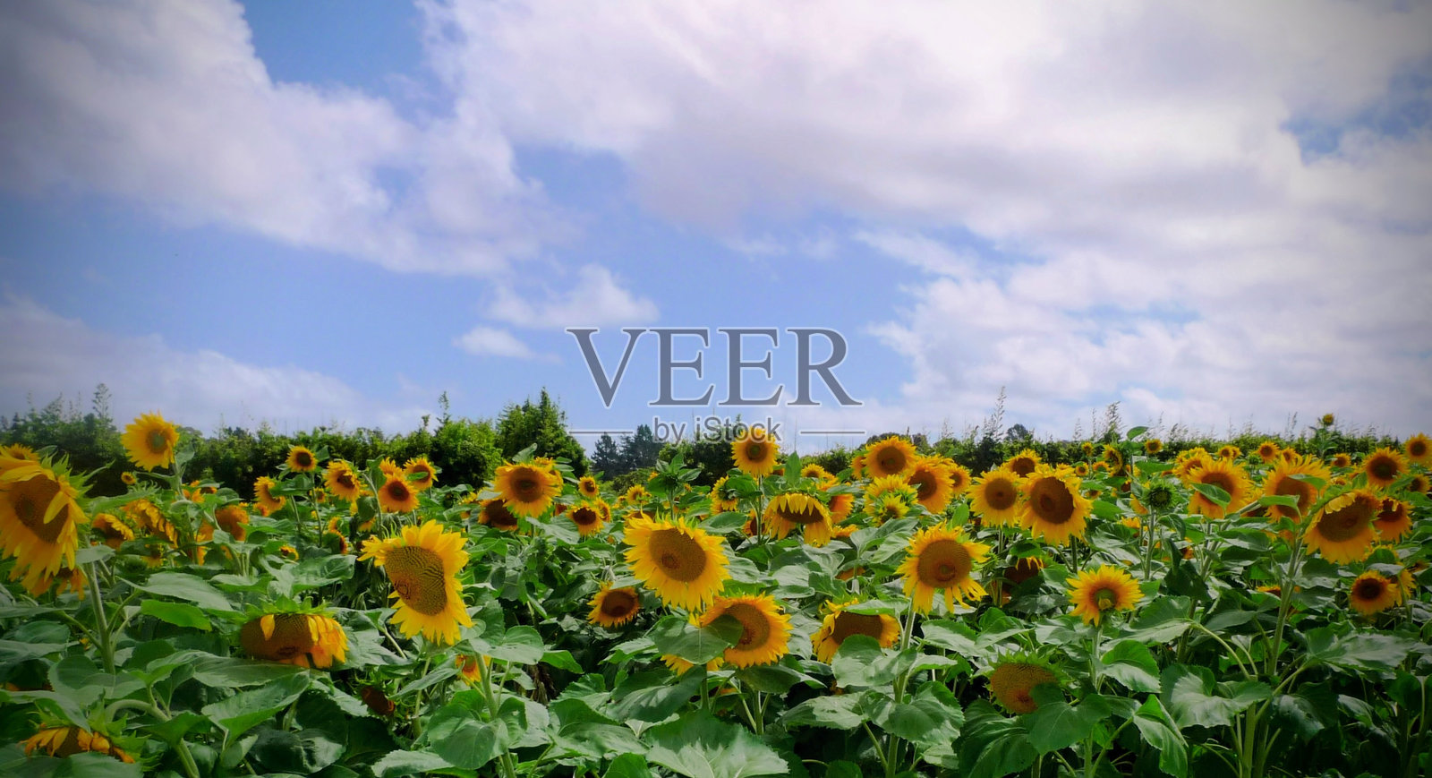 盛开的向日葵照片摄影图片