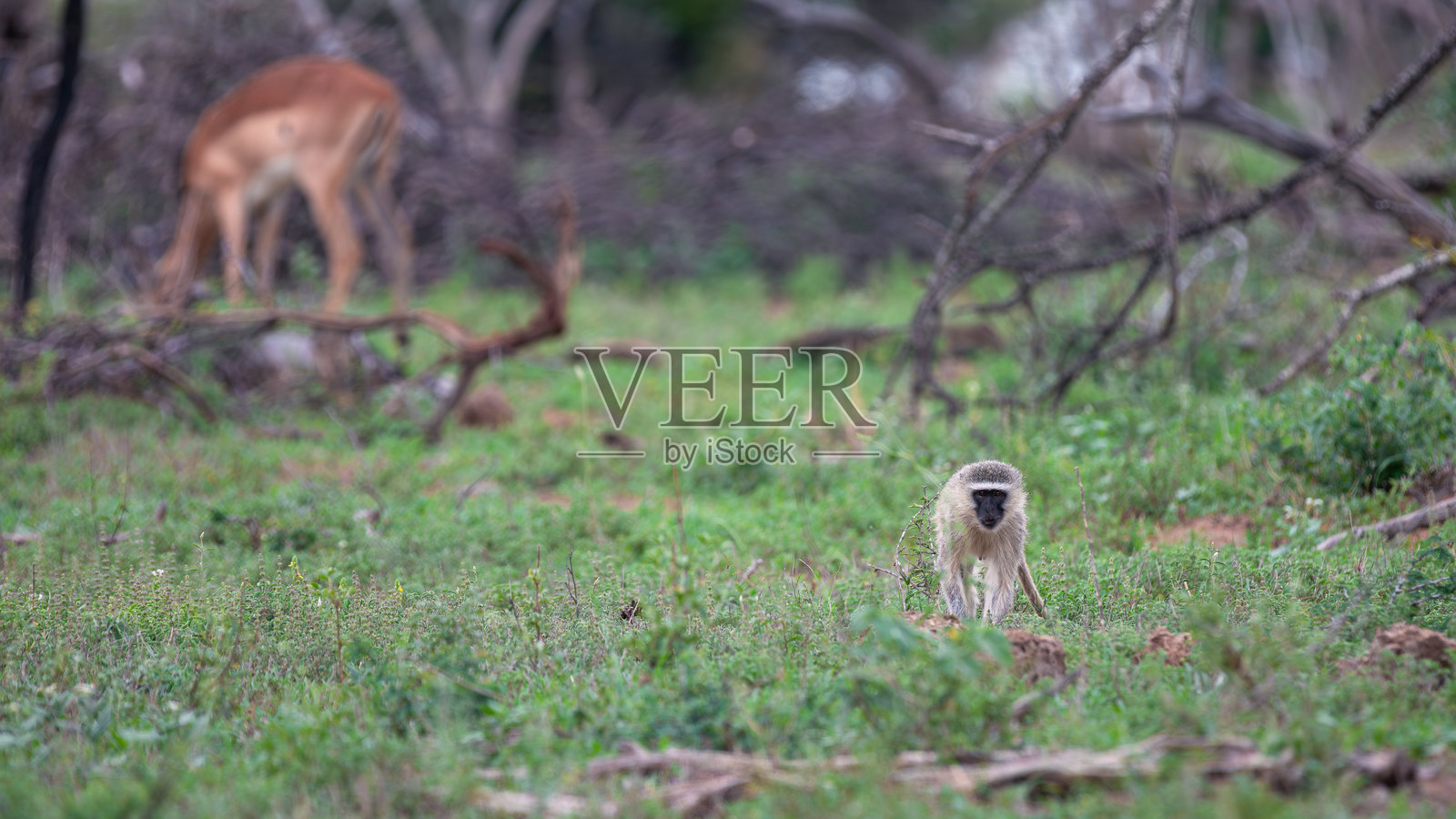 南非克鲁格国家公园的小猕猴（Chlorocebus Pygerythrus）照片摄影图片