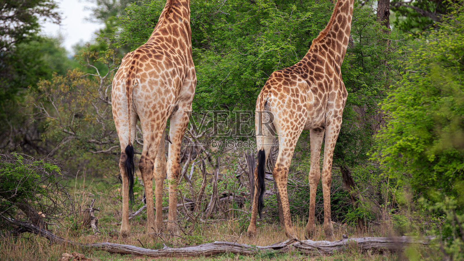 南非克鲁格国家公园的两只长颈鹿的屁股照片摄影图片