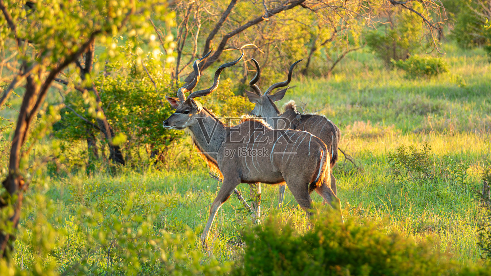 大角羚（Tragelaphus Strepsiceros）在南非克鲁格国家公园的阳光明媚的草地上奔跑，头上长着巨大的角。照片摄影图片