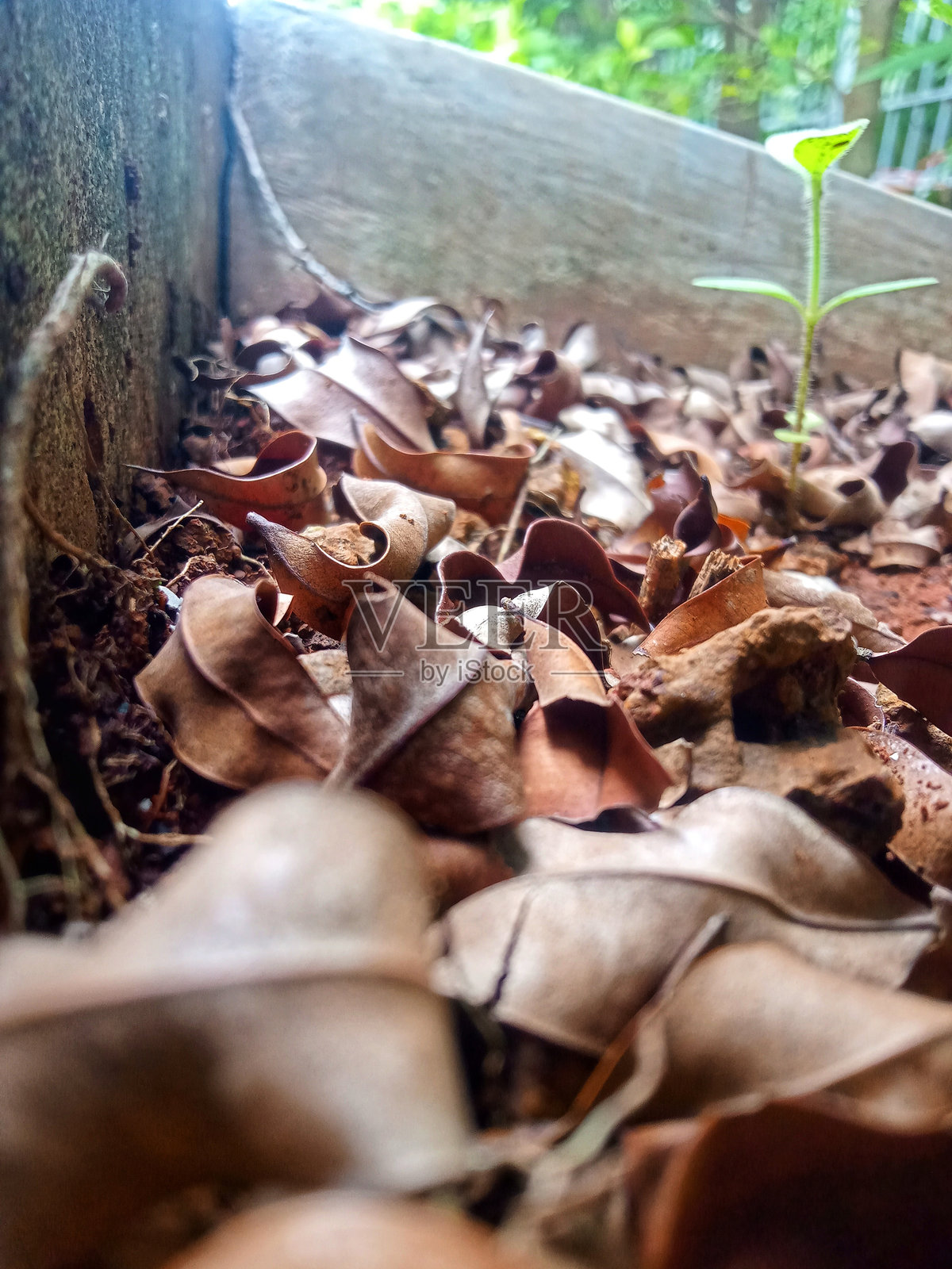 干枯的叶子照片摄影图片