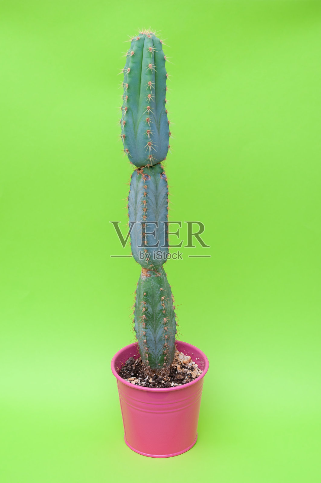 绿色背景下的盆栽仙人掌特写照片摄影图片