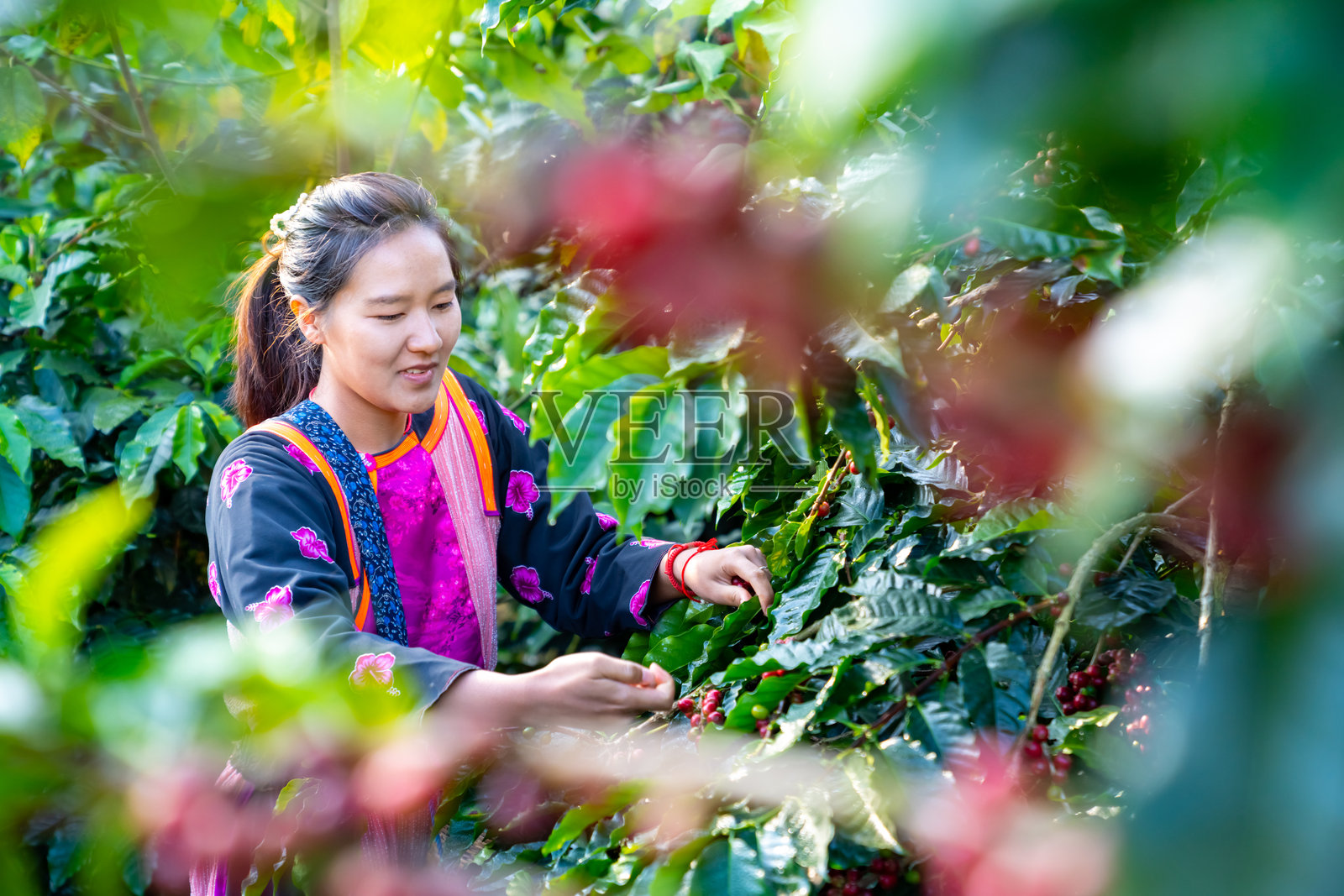 亚洲女性农民在咖啡种植园收获咖啡豆。照片摄影图片