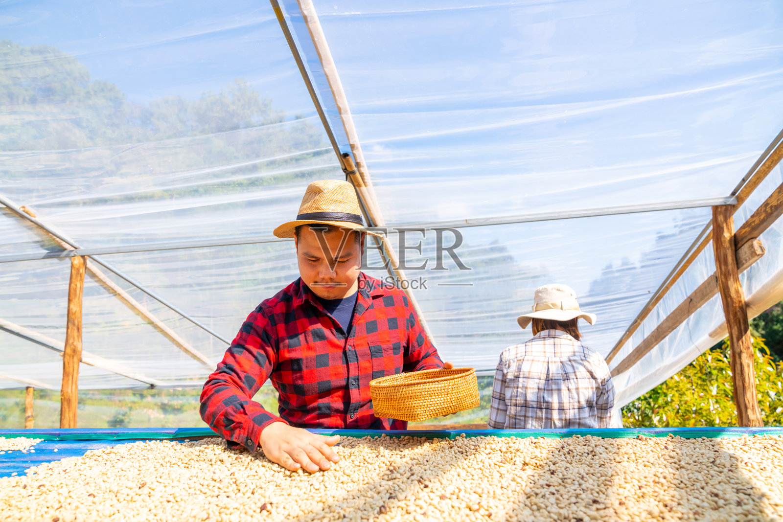 亚洲男女农民在阳光下晾晒生咖啡豆。照片摄影图片