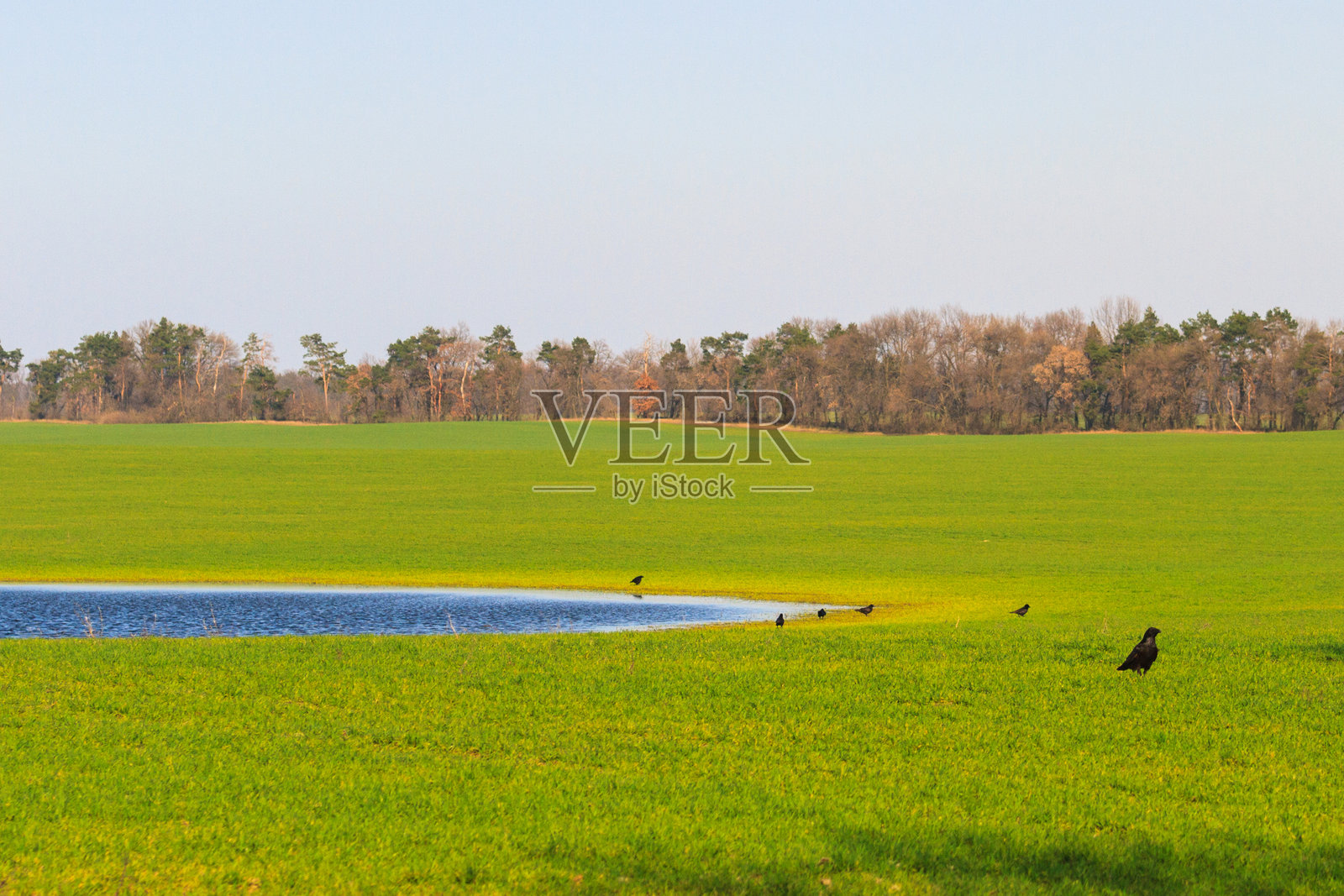 春天的水源旁，绿草地上的乌鸦照片摄影图片