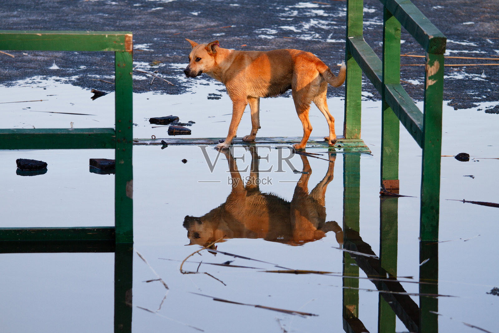 狗在被淹没的建筑物中四处张望照片摄影图片