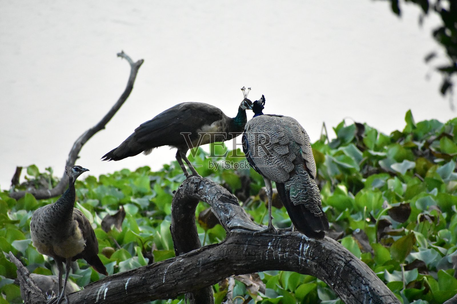 孔雀是指属于雉科（Phasianidae）中Pavonini族的Pavo属的两种鸟类和一个与之密切相关的Afropavo属的一种鸟类的通用名称。照片摄影图片