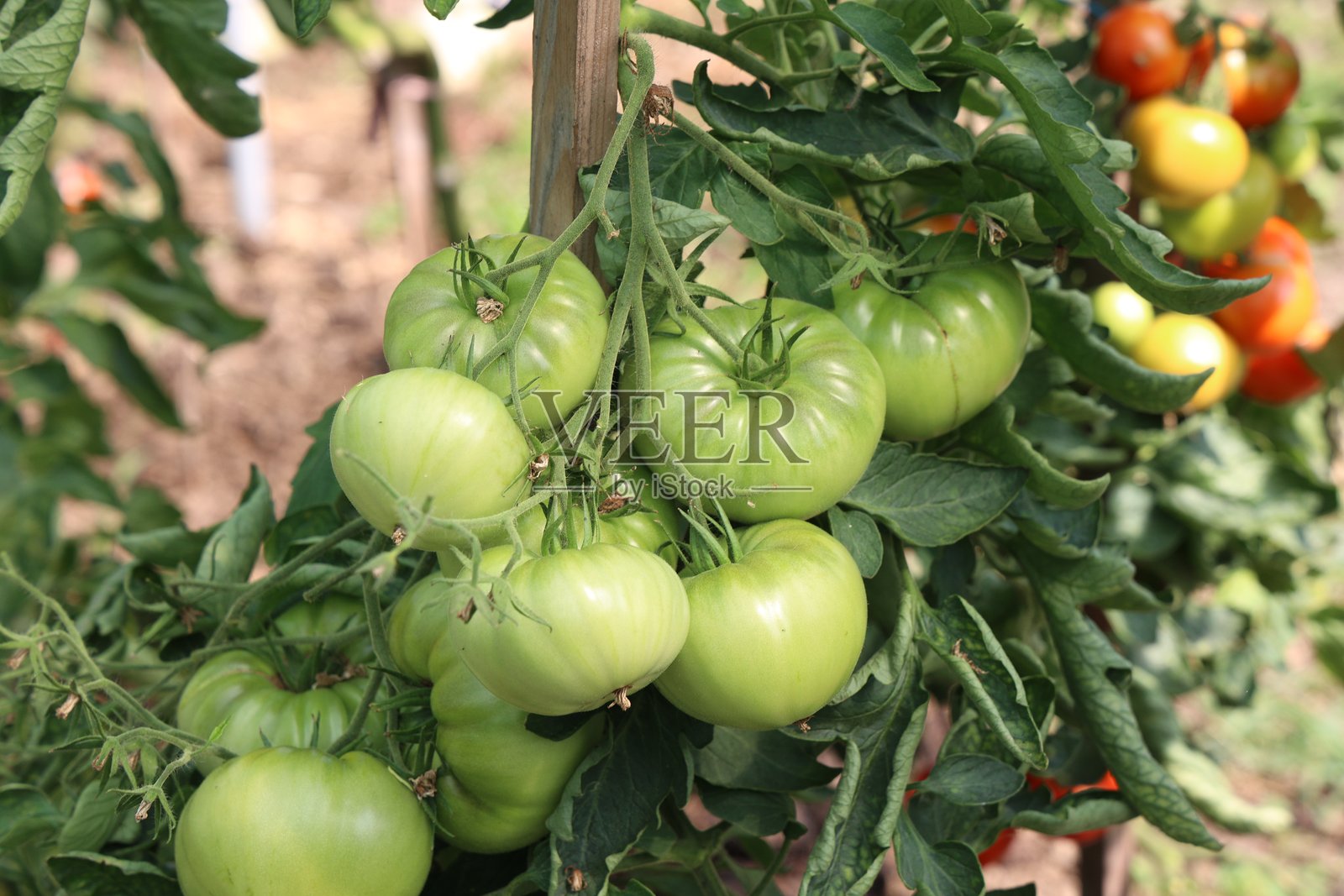 绿色番茄在灌木上成熟照片摄影图片