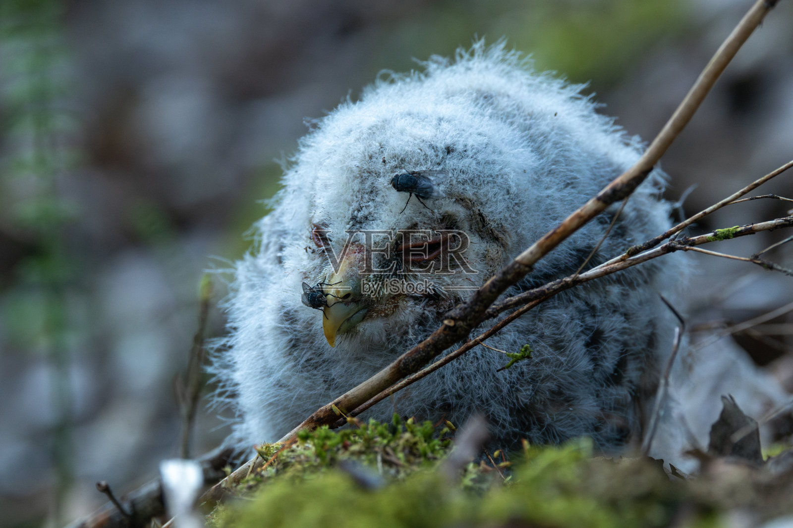 春天的爱沙尼亚北方森林中，一只非常年轻、毛茸茸的乌拉尔猫头鹰雏鸟身上有苍蝇。照片摄影图片