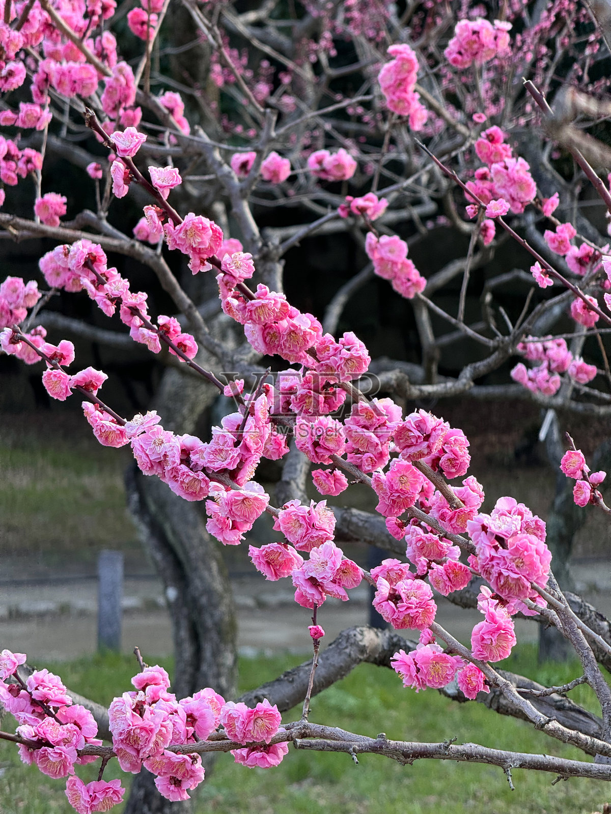 大阪日本公共公园的樱花季节，三月阳光明媚的春天，五彩斑斓的树木。照片摄影图片