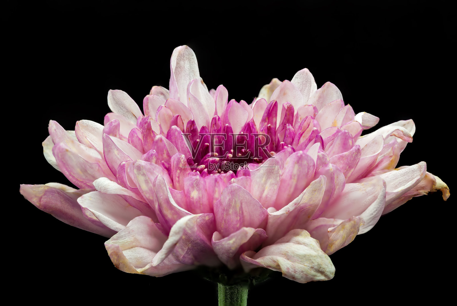 特写展示菊花花瓣的精致细节照片摄影图片