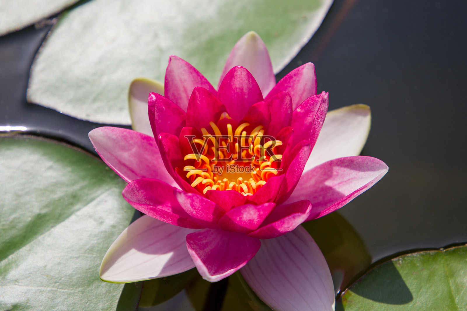 池塘中美丽的粉色莲花与绿色叶子相映成趣。照片摄影图片