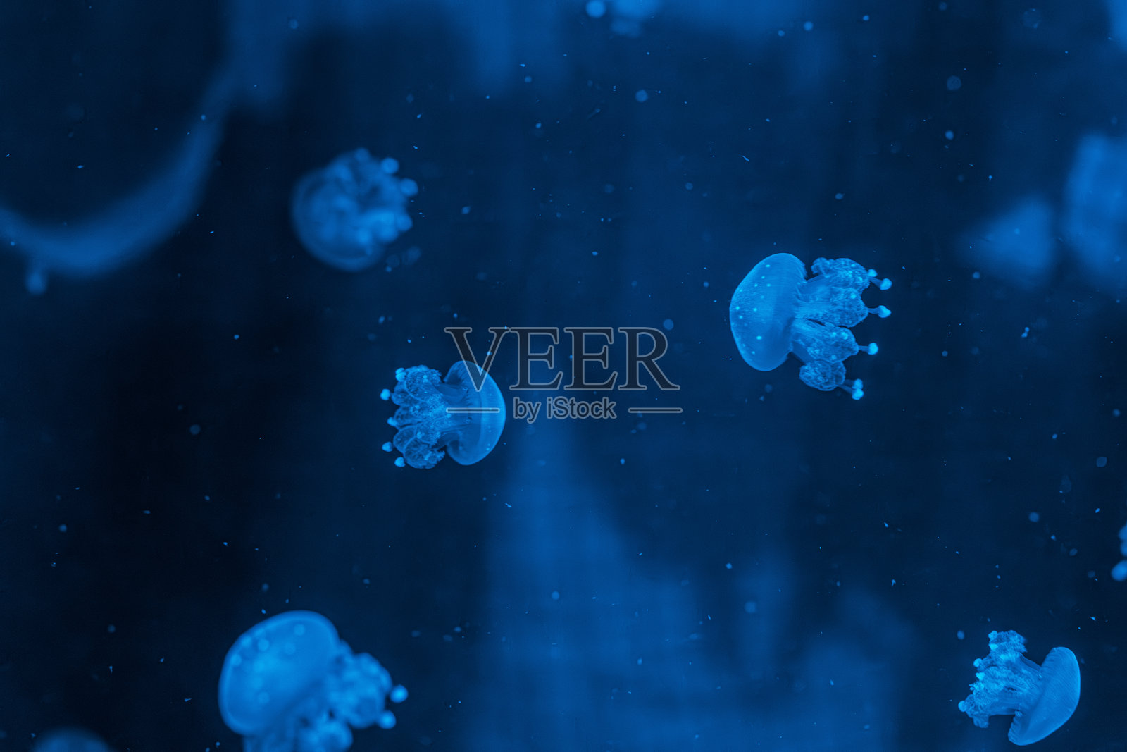 水下摄影，斑点水母（Phyllorhiza punctata），澳大利亚斑点水母照片摄影图片