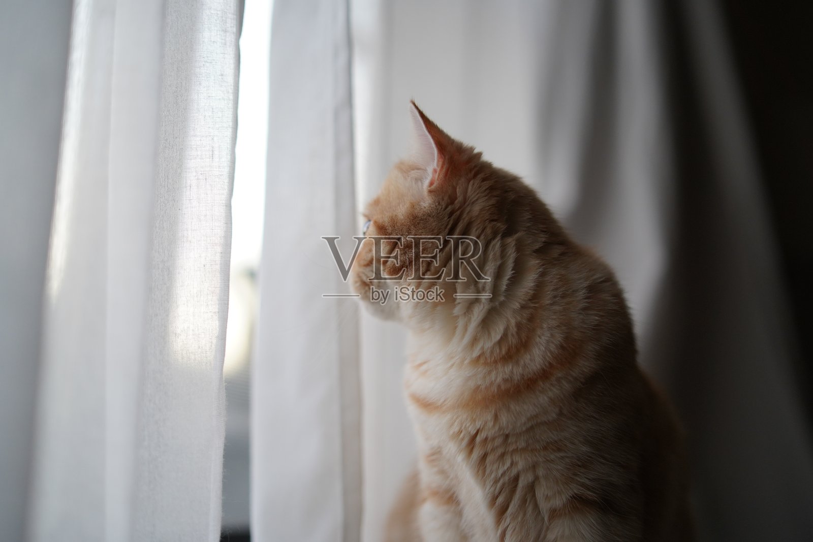 猫的沉思照片摄影图片