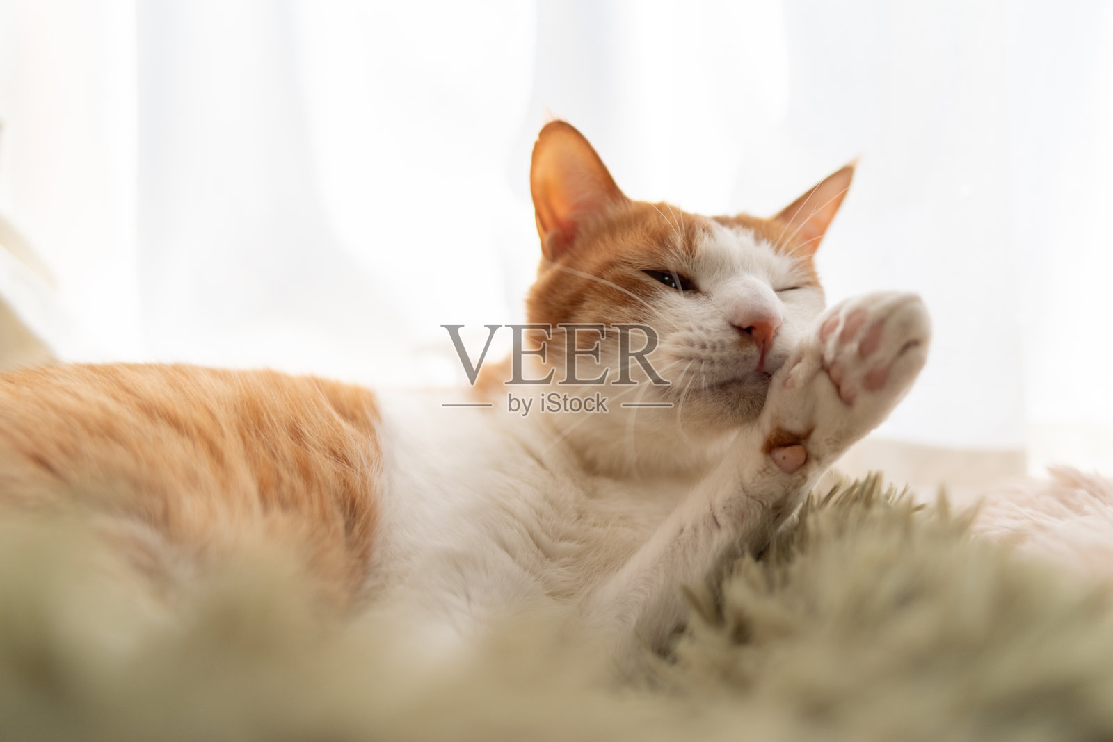 可爱的猫咪在自我梳理照片摄影图片