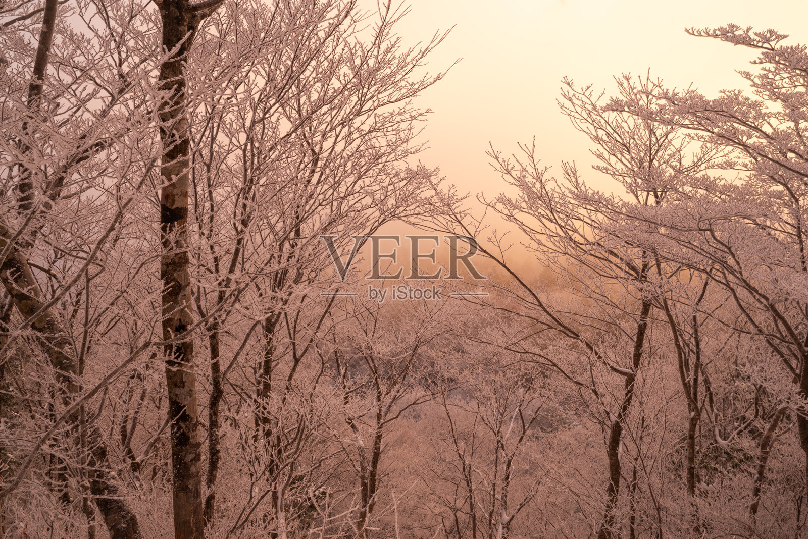 晨光中的霜冻森林变成橙色照片摄影图片