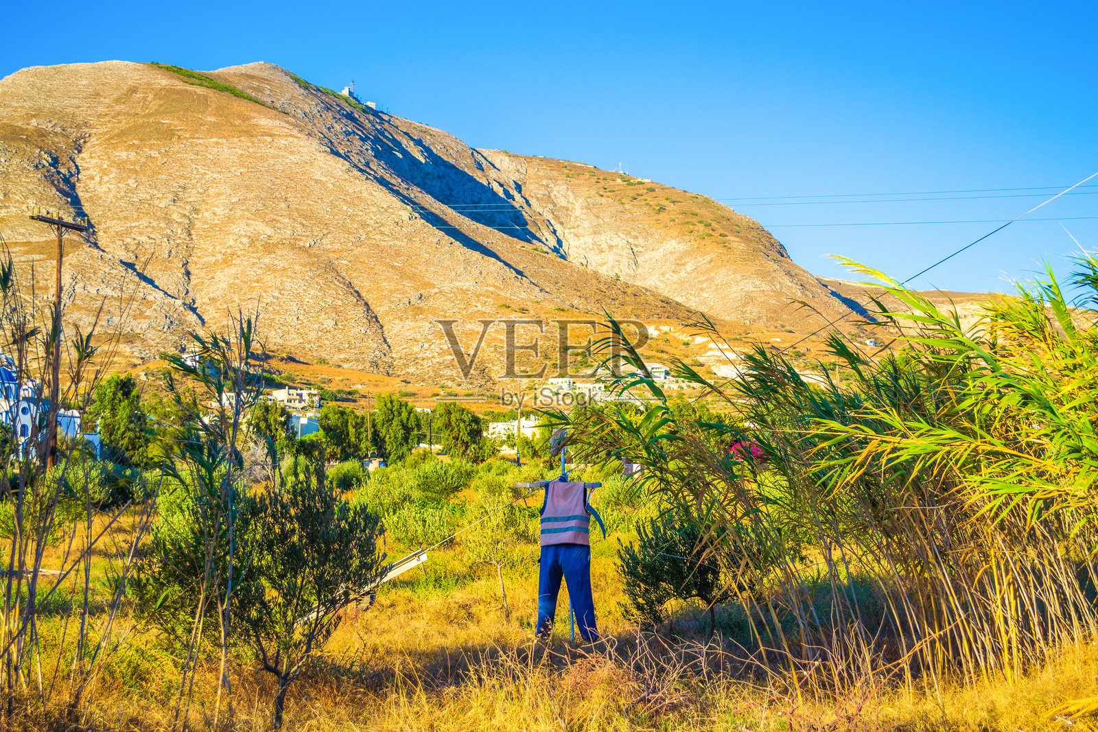 圣托里尼卡马里村橄榄树林中的稻草人照片摄影图片