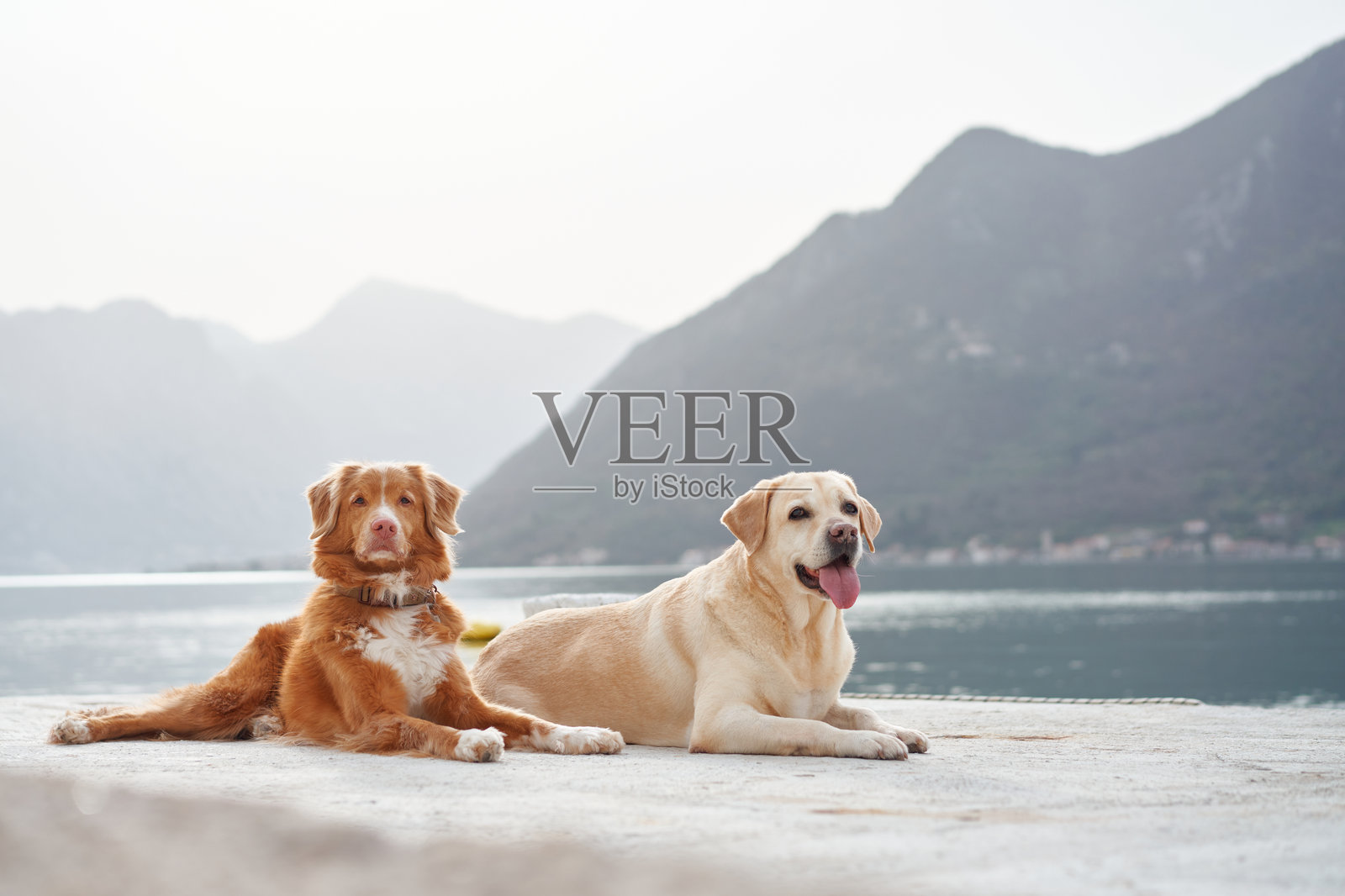 在码头上放松的狗狗照片摄影图片