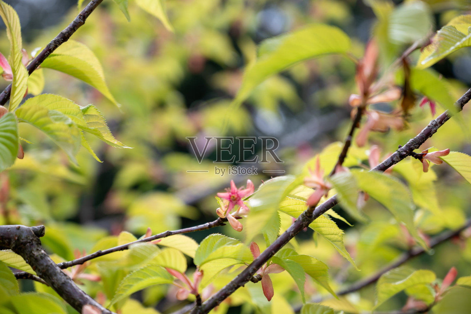 树木/树叶/叶子照片摄影图片