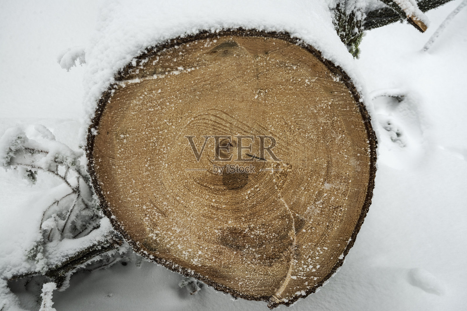 冬季的树轮，带有交叉的木纹纹理照片摄影图片