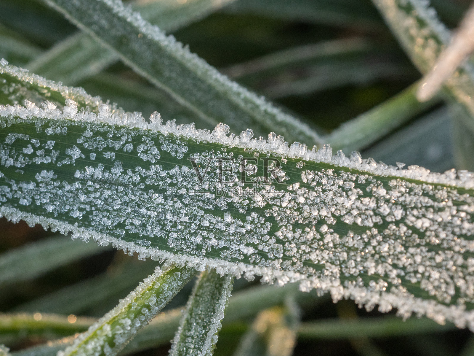 霜冻下的抽象绿色草坪特写照片摄影图片
