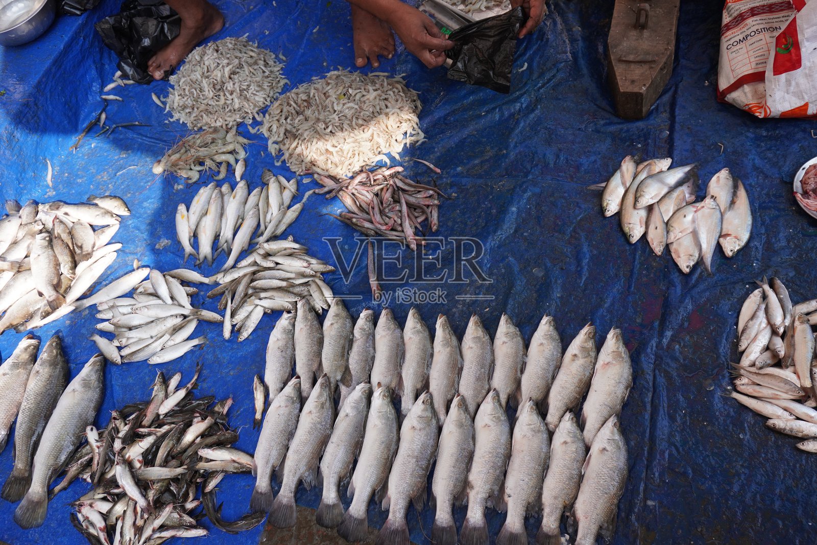 鱼贩展示了多种鱼类，如鲶鱼、海鲈鱼、虾等。照片摄影图片