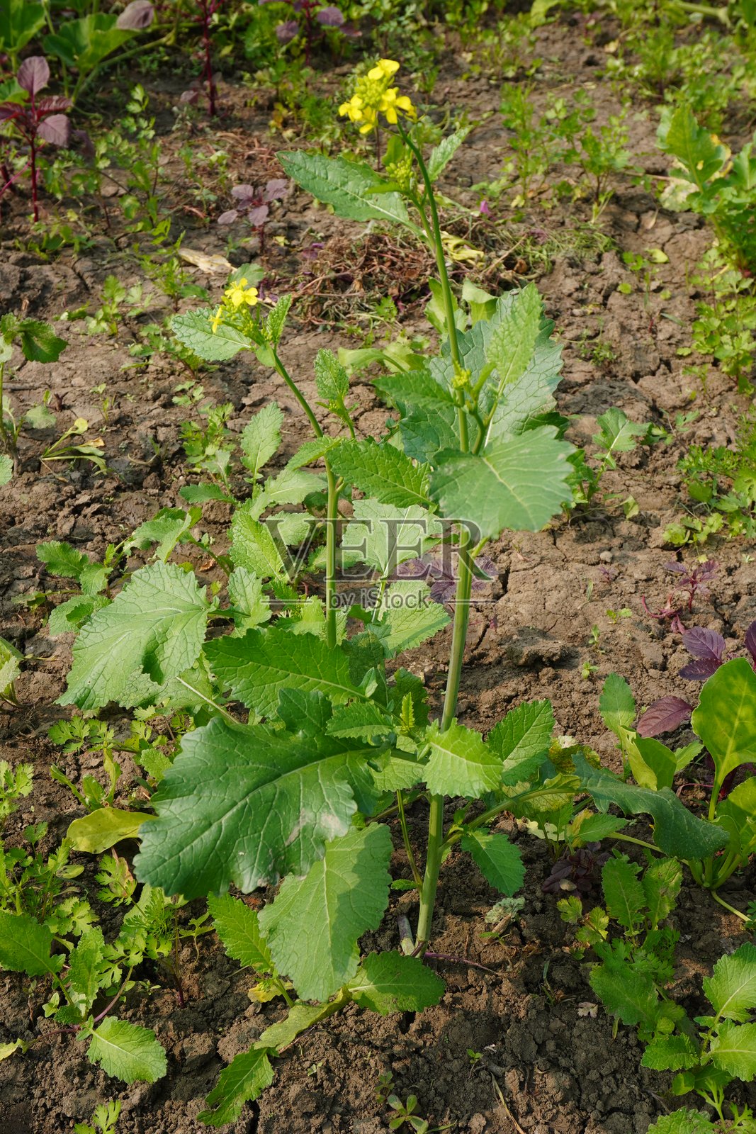 近距离拍摄的黄花芥菜植物照片摄影图片