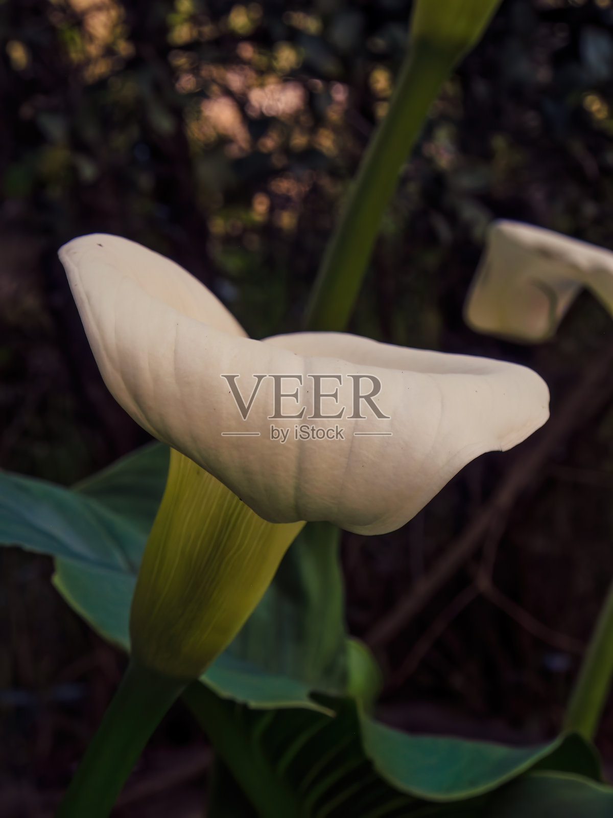 金钟花花苞的特写摄影照片摄影图片