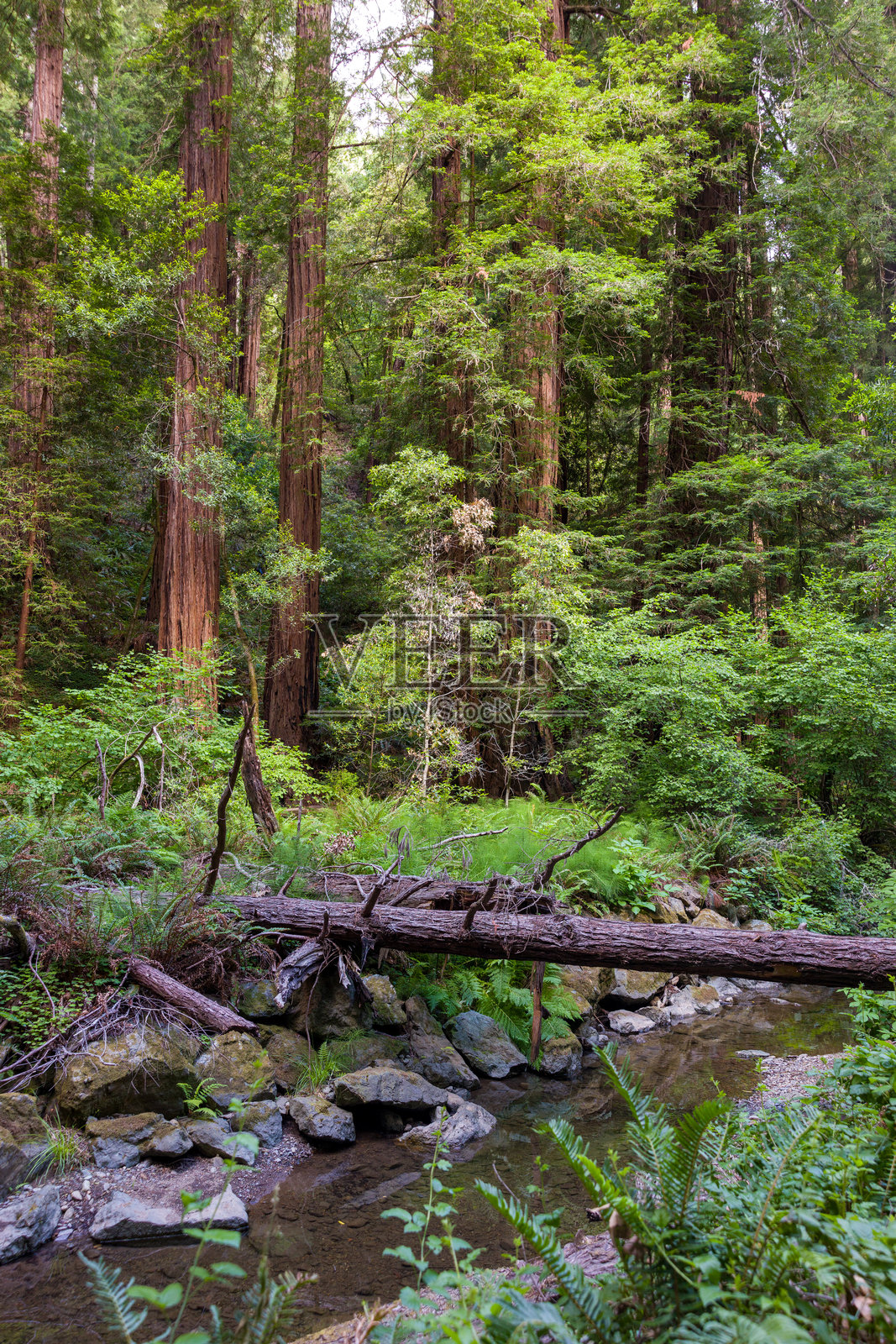 加利福尼亚州的穆尔森林国家纪念碑照片摄影图片