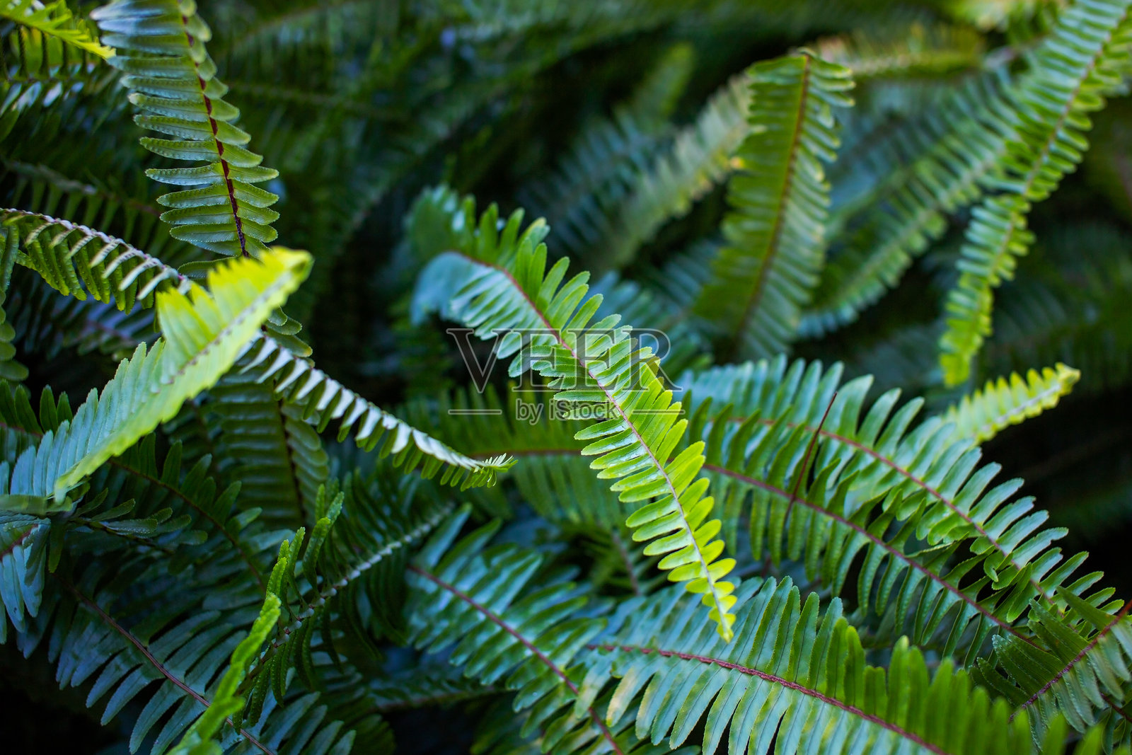 花园中的绿色蕨类植物叶子。自然背景和纹理。照片摄影图片