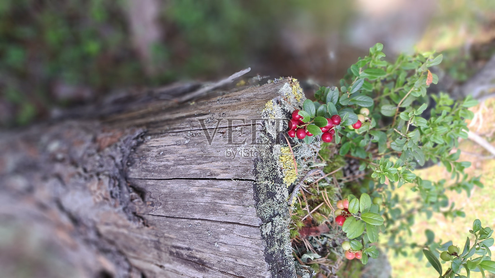 浆果照片摄影图片