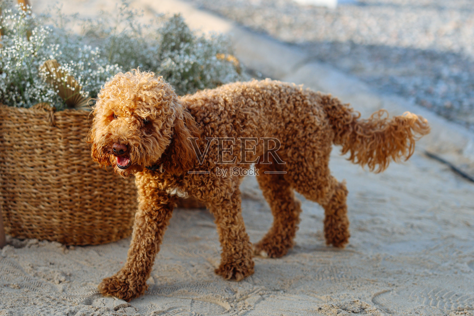 年轻的贵宾犬在一个维护良好的私人花园里打滚照片摄影图片
