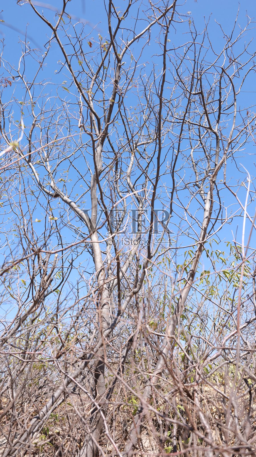 卡廷加的干枯树枝照片摄影图片