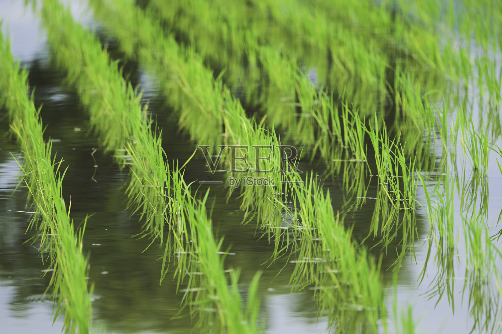 美丽的绿色稻田，亚洲农业照片摄影图片