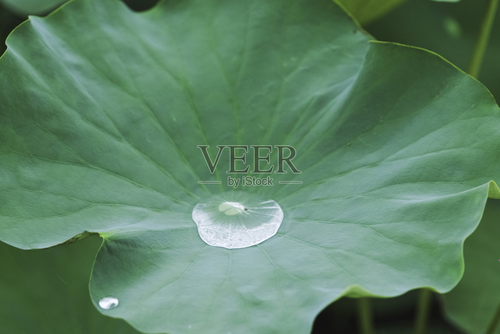 夏天湖泊中的荷叶和水滴照片摄影图片