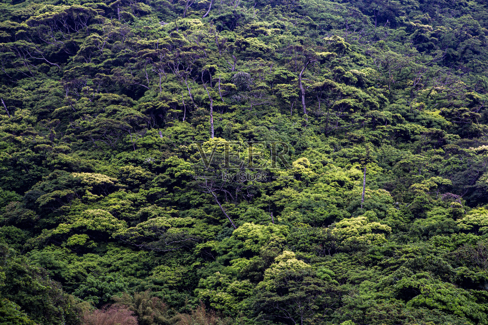 奄美的创意自然照片摄影图片