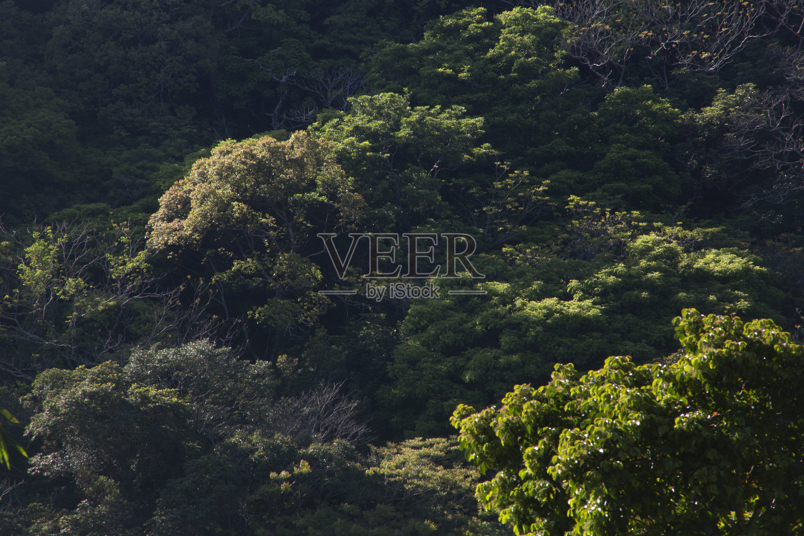 奄美大岛春季山脉的迷人绿色照片摄影图片