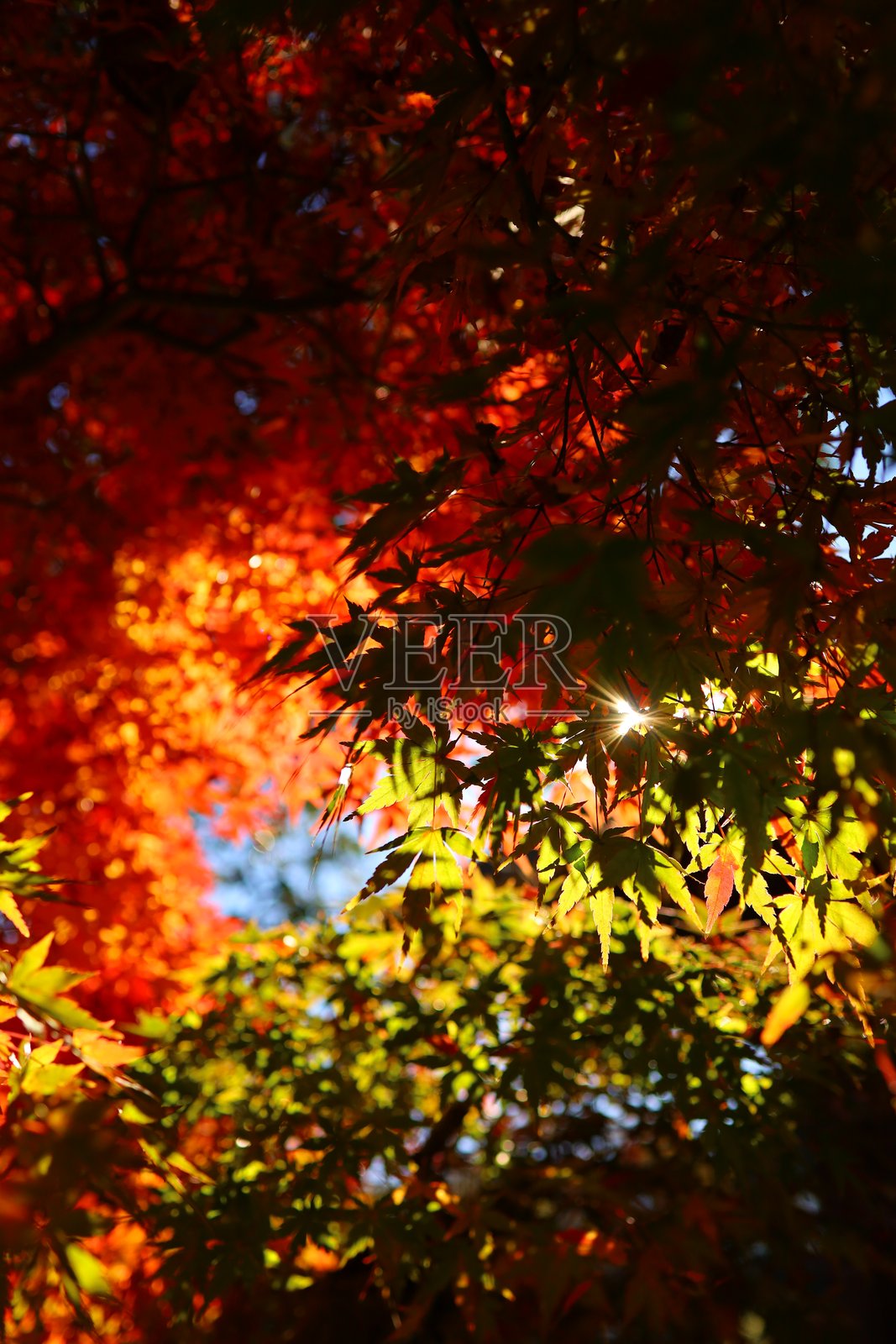 日本的秋天落叶照片摄影图片