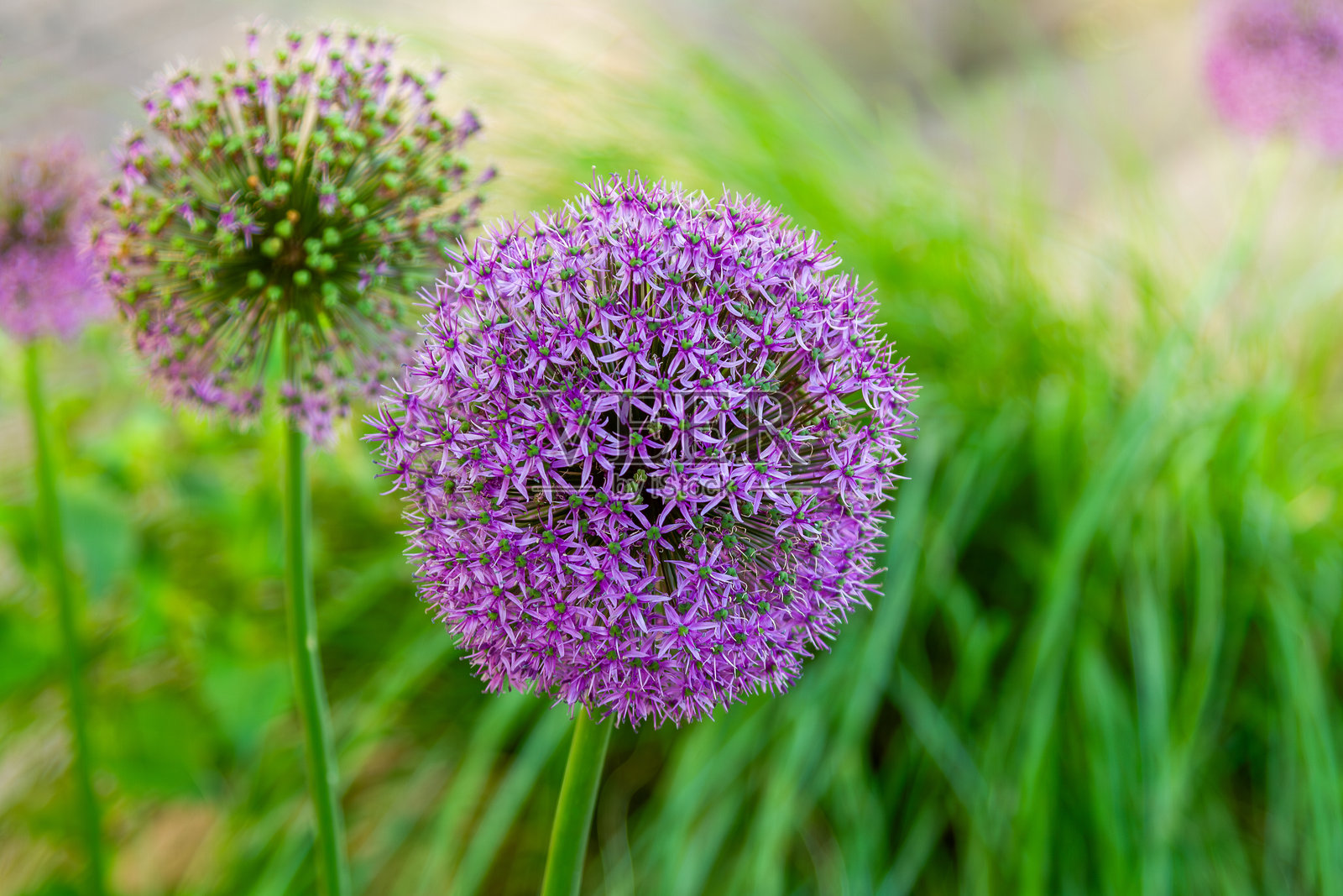 自然中的薰衣草葱花特写。照片摄影图片
