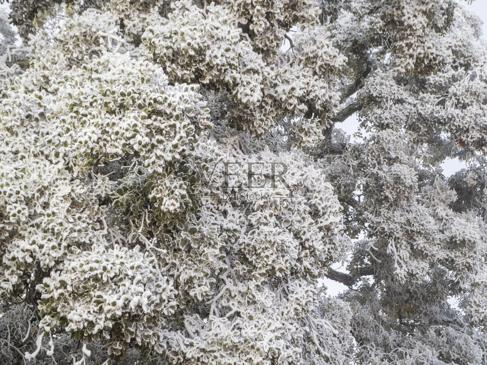 寒冷冬晨的冰冻橡树枝特写照片摄影图片