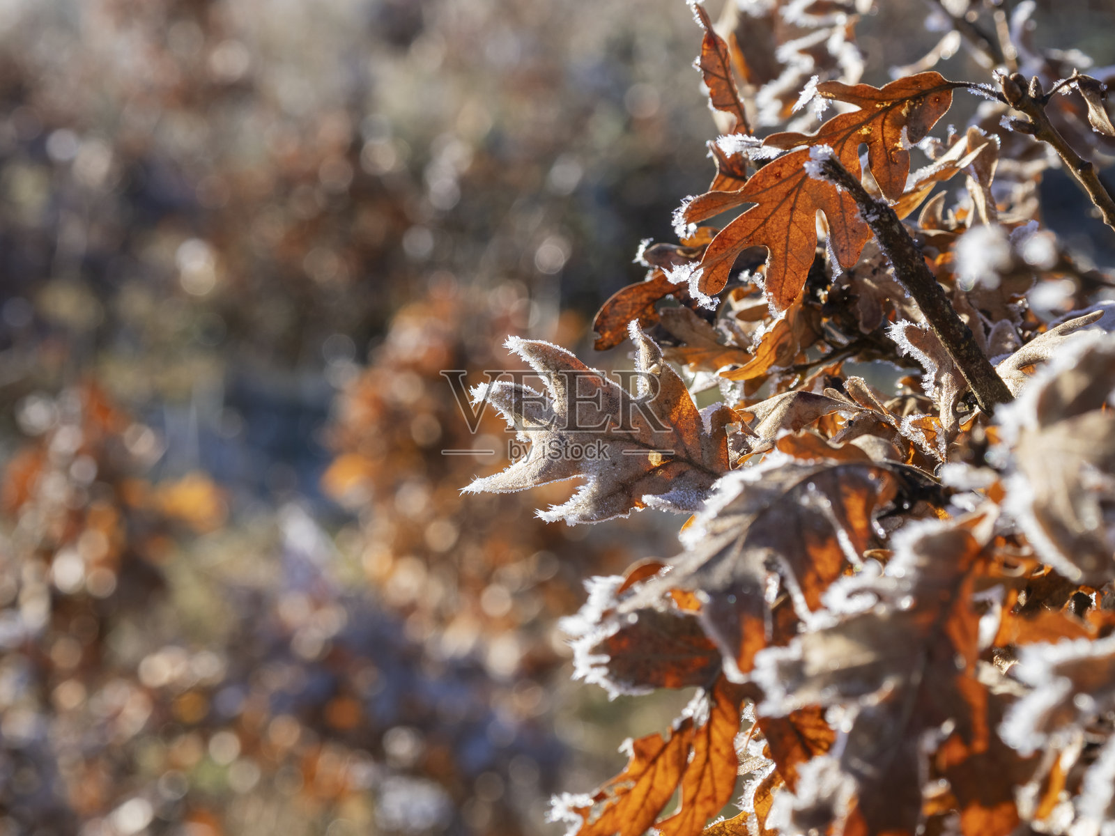 冬季的霜冻橡树叶照片摄影图片