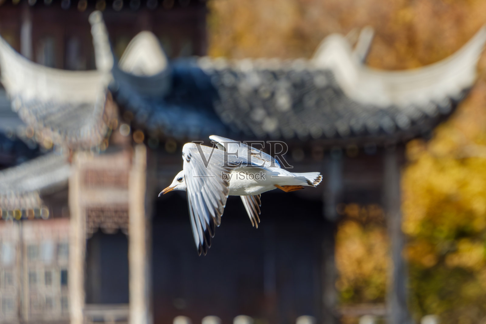 优雅的海鸥在飞翔照片摄影图片