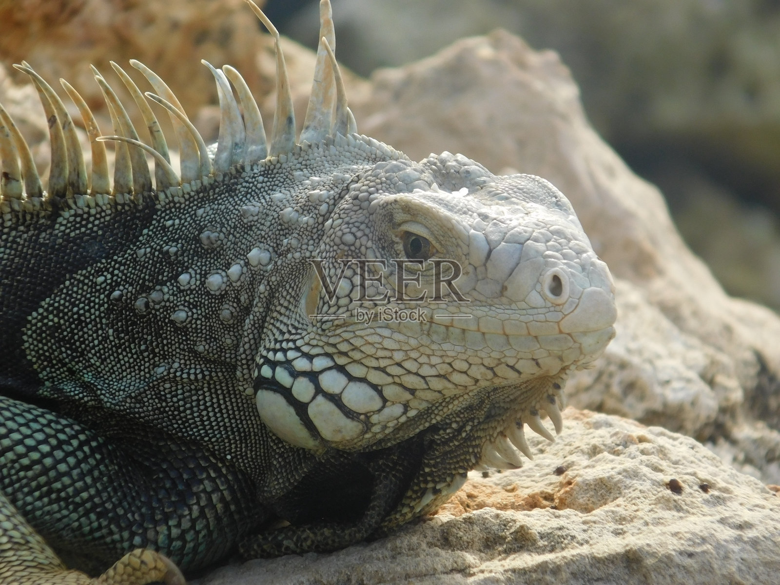 蜥蜴 7照片摄影图片