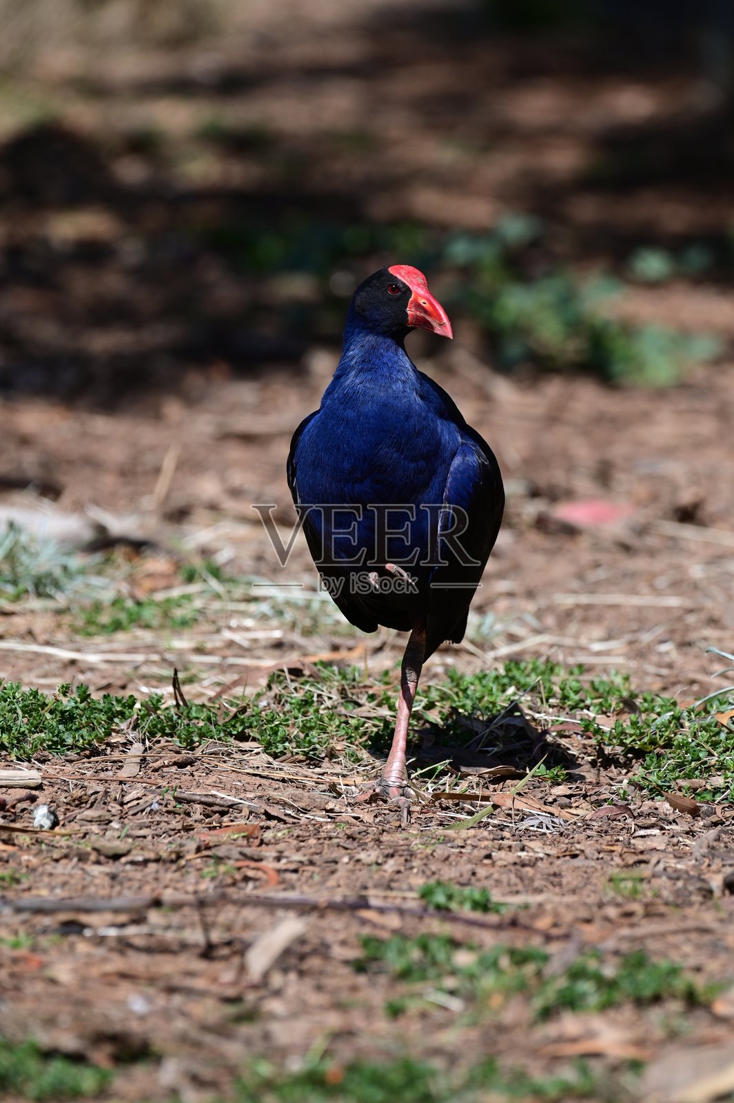 澳大利亚水鸡照片摄影图片