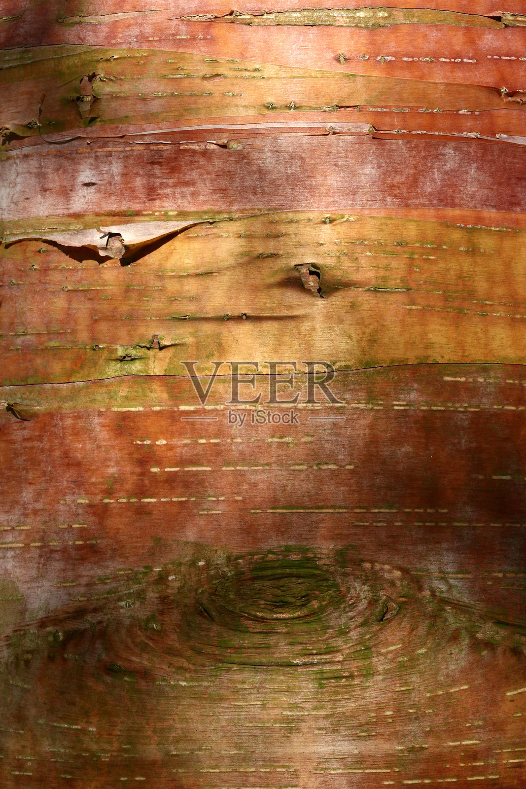 树枝照片摄影图片