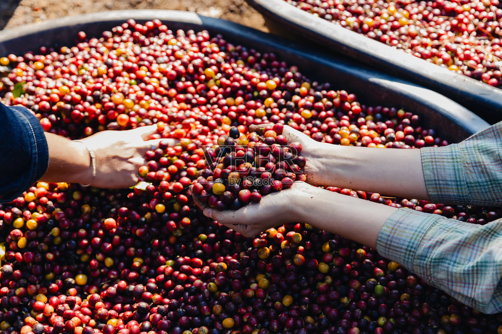 新鲜的红色咖啡果在手中。采摘咖啡豆。一位农民正握着一把红色的咖啡果。这些果实成熟，随时可以食用，它们是咖啡豆。照片摄影图片
