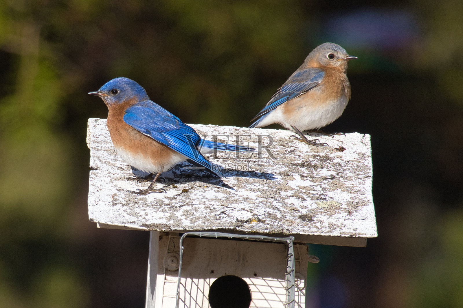 蓝色鸟类照片摄影图片