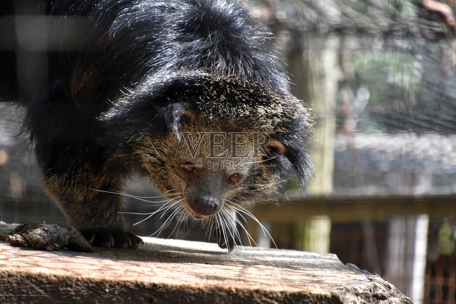亚洲熊猫猫向前迈出一步照片摄影图片